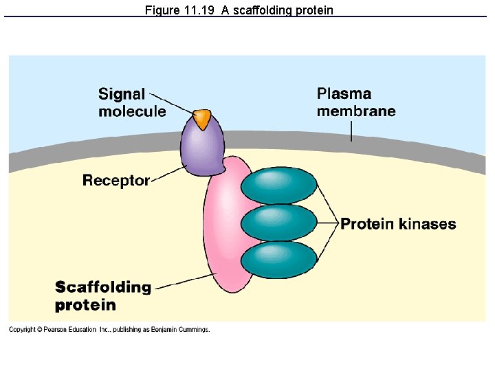 Figure 11. 19 A scaffolding protein 