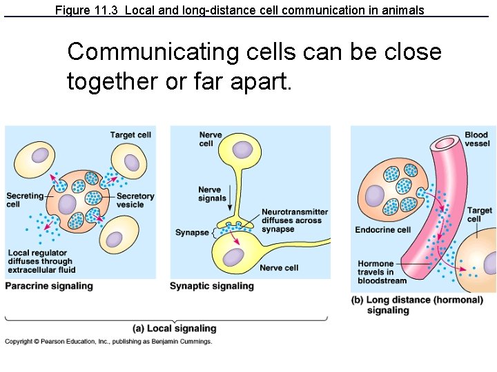 Figure 11. 3 Local and long-distance cell communication in animals Communicating cells can be