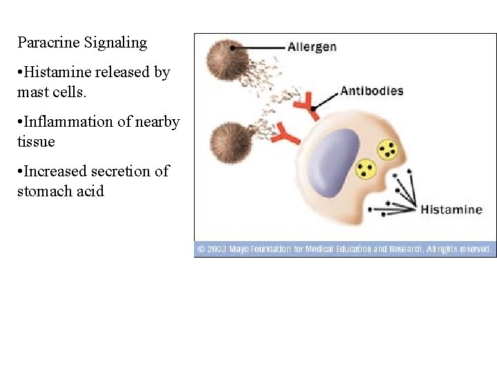 Paracrine Signaling • Histamine released by mast cells. • Inflammation of nearby tissue •