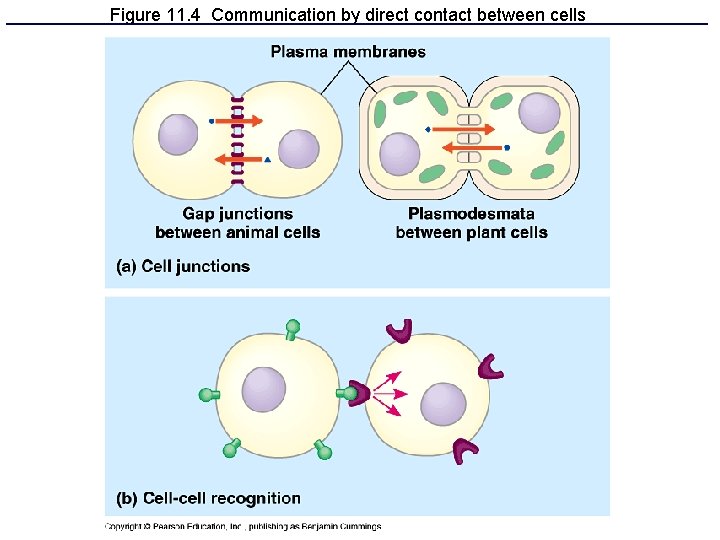 Figure 11. 4 Communication by direct contact between cells 