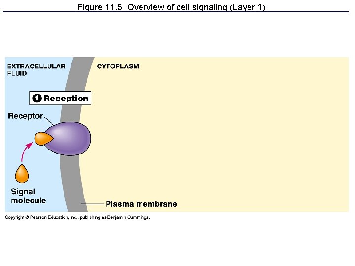 Figure 11. 5 Overview of cell signaling (Layer 1) 