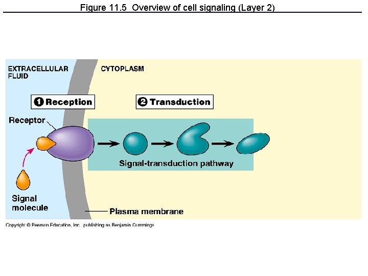 Figure 11. 5 Overview of cell signaling (Layer 2) 