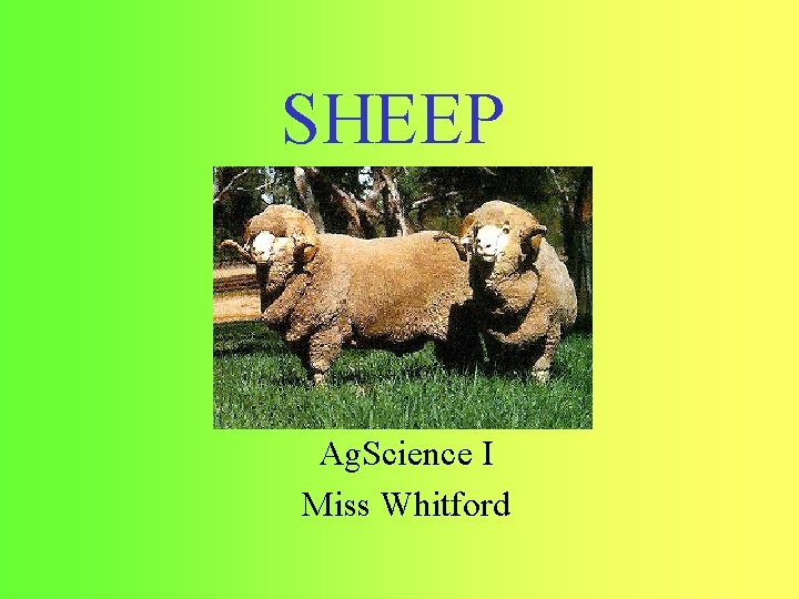 SHEEP Ag. Science I Miss Whitford 