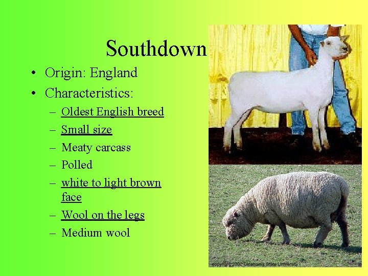 Southdown • Origin: England • Characteristics: – – – Oldest English breed Small size