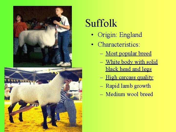 Suffolk • Origin: England • Characteristics: – Most popular breed – White body with