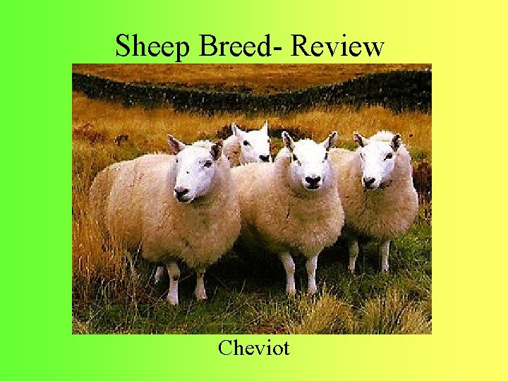 Sheep Breed- Review Cheviot 