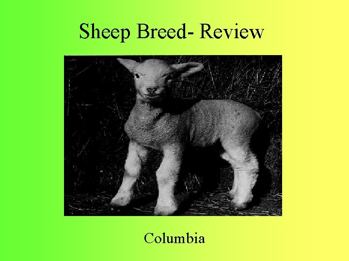 Sheep Breed- Review Columbia 