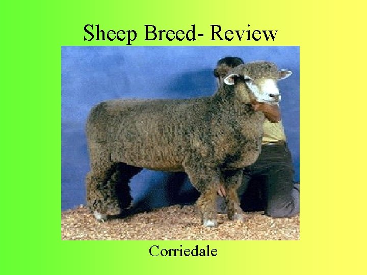 Sheep Breed- Review Corriedale 