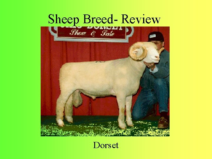 Sheep Breed- Review Dorset 