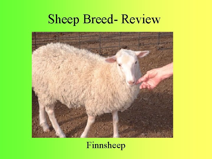 Sheep Breed- Review Finnsheep 