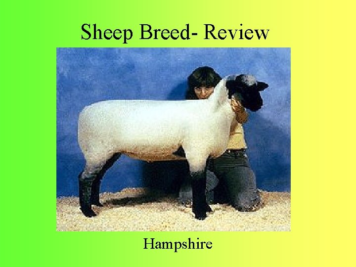 Sheep Breed- Review Hampshire 