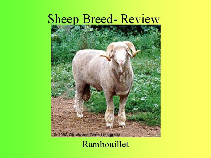 Sheep Breed- Review Rambouillet 