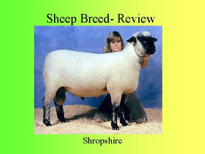 Sheep Breed- Review Shropshire 