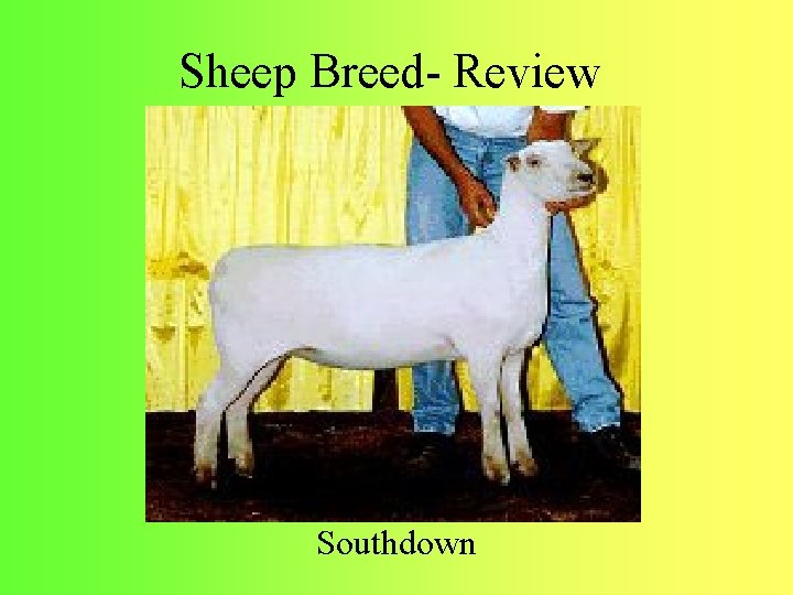 Sheep Breed- Review Southdown 