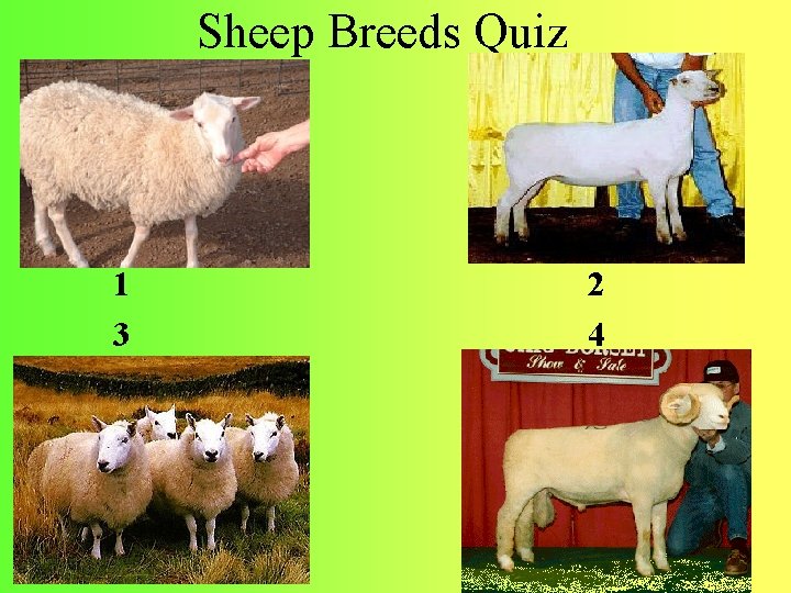 Sheep Breeds Quiz 1 3 2 4 