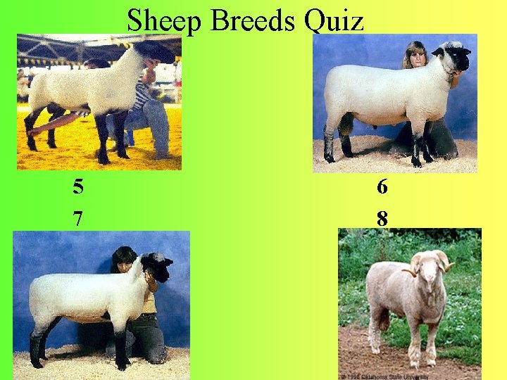 Sheep Breeds Quiz 5 7 6 8 