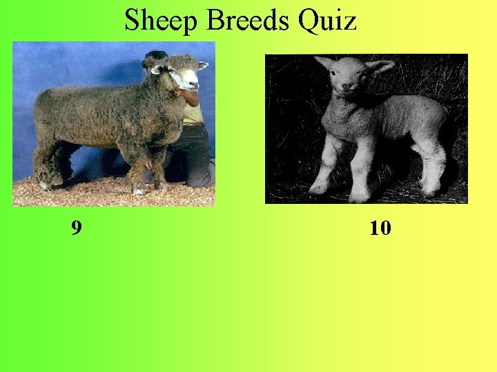 Sheep Breeds Quiz 9 10 