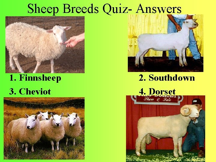 Sheep Breeds Quiz- Answers 1. Finnsheep 3. Cheviot 2. Southdown 4. Dorset 
