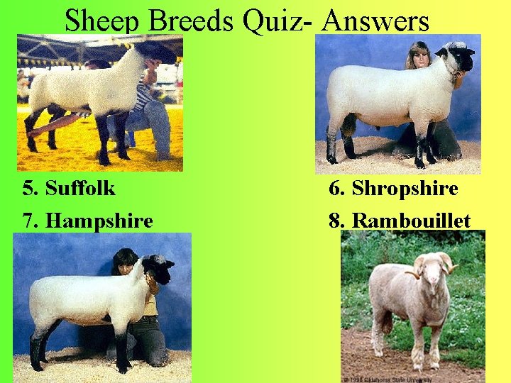 Sheep Breeds Quiz- Answers 5. Suffolk 7. Hampshire 6. Shropshire 8. Rambouillet 