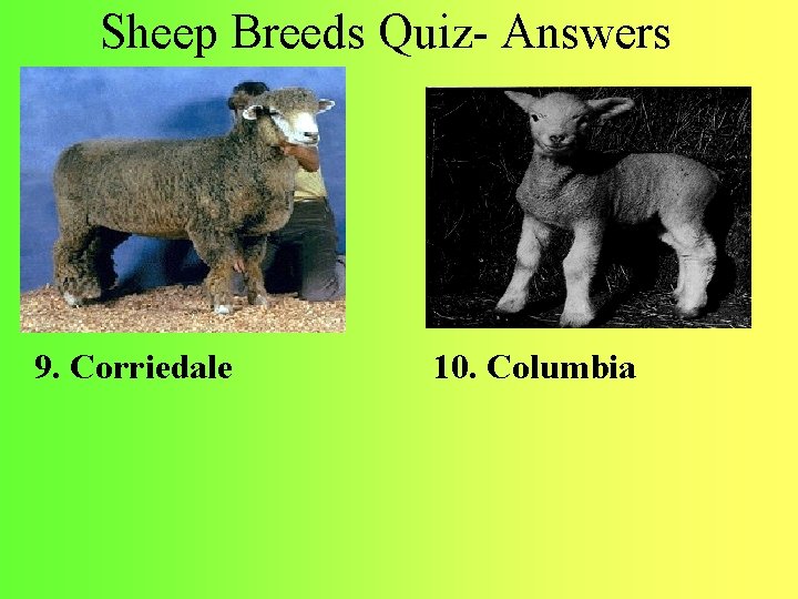 Sheep Breeds Quiz- Answers 9. Corriedale 10. Columbia 