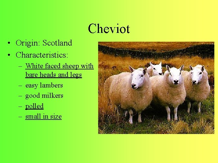 Cheviot • Origin: Scotland • Characteristics: – White faced sheep with bare heads and