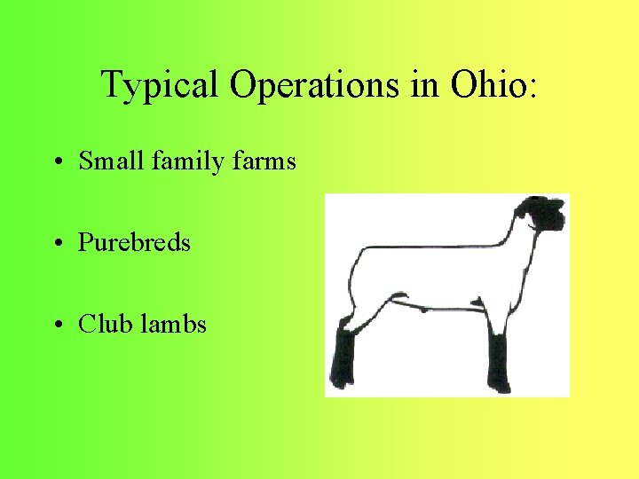 Typical Operations in Ohio: • Small family farms • Purebreds • Club lambs 
