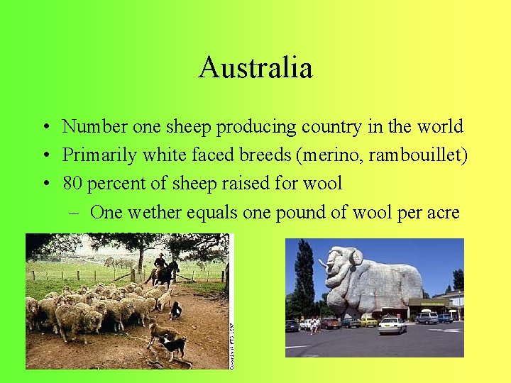 Australia • Number one sheep producing country in the world • Primarily white faced