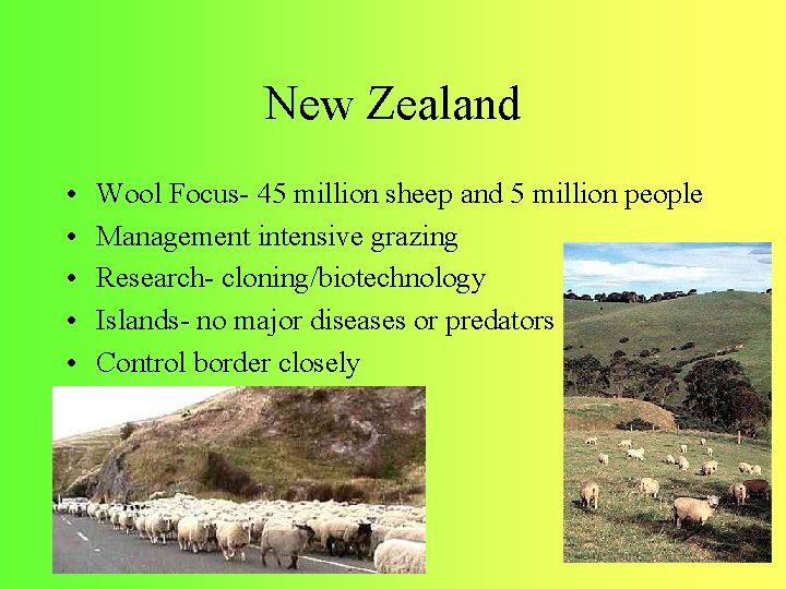 New Zealand • • • Wool Focus- 45 million sheep and 5 million people