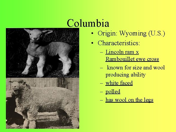 Columbia • Origin: Wyoming (U. S. ) • Characteristics: – Lincoln ram x Rambouillet