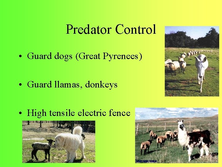 Predator Control • Guard dogs (Great Pyrenees) • Guard llamas, donkeys • High tensile