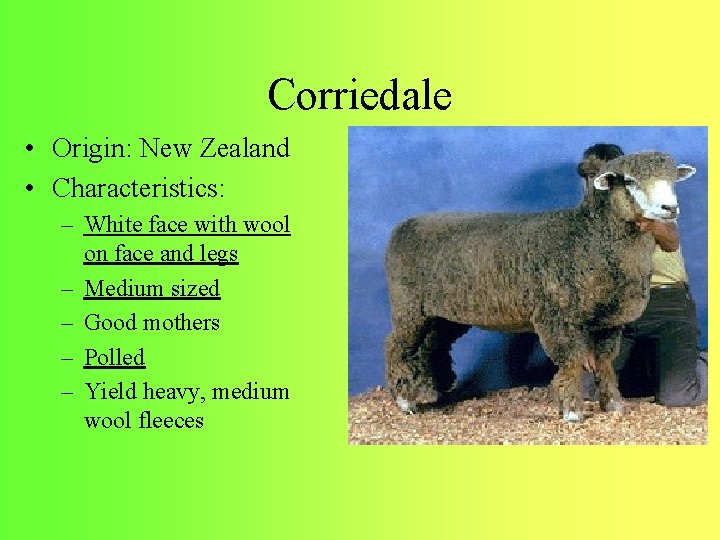 Corriedale • Origin: New Zealand • Characteristics: – White face with wool on face