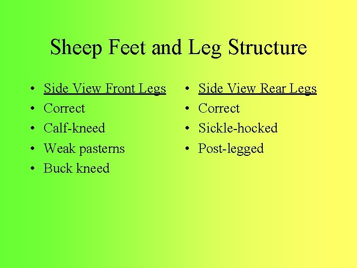 Sheep Feet and Leg Structure • • • Side View Front Legs Correct Calf-kneed