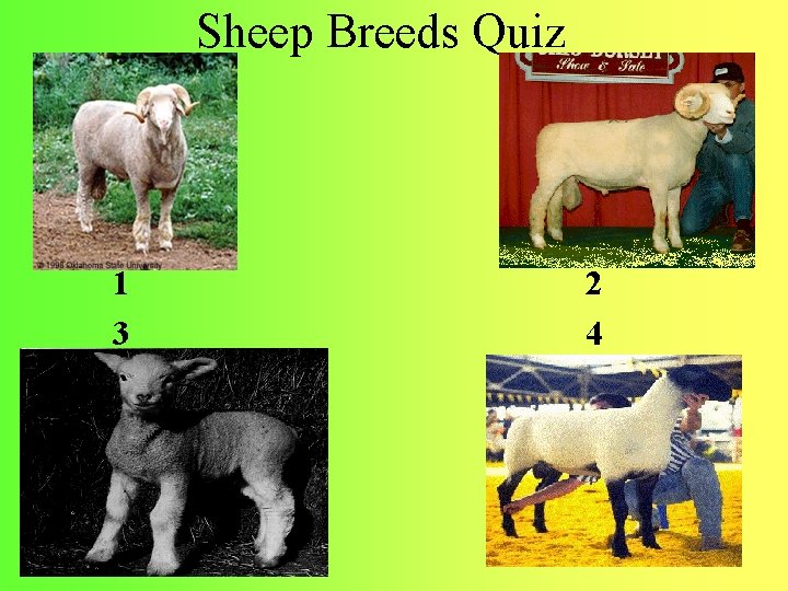 Sheep Breeds Quiz 1 3 2 4 
