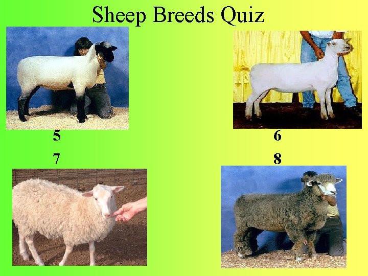 Sheep Breeds Quiz 5 7 6 8 