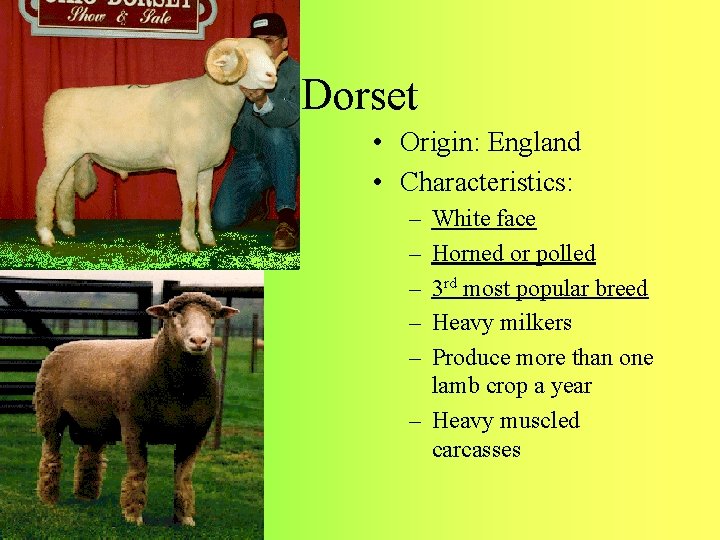 Dorset • Origin: England • Characteristics: – – – White face Horned or polled