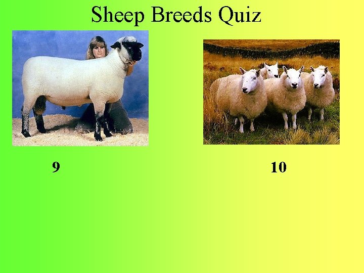 Sheep Breeds Quiz 9 10 