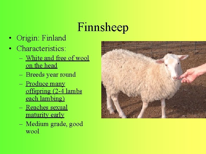  • Origin: Finland • Characteristics: Finnsheep – White and free of wool on