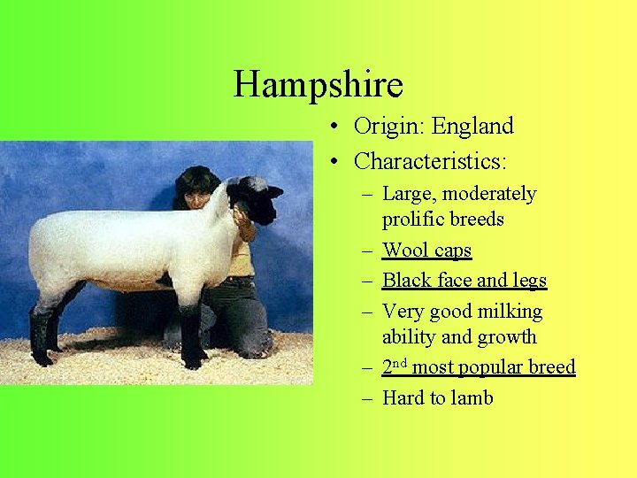 Hampshire • Origin: England • Characteristics: – Large, moderately prolific breeds – Wool caps