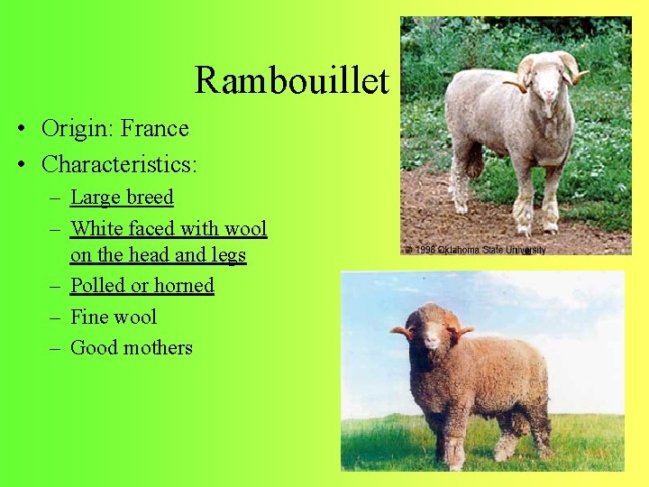 Rambouillet • Origin: France • Characteristics: – Large breed – White faced with wool