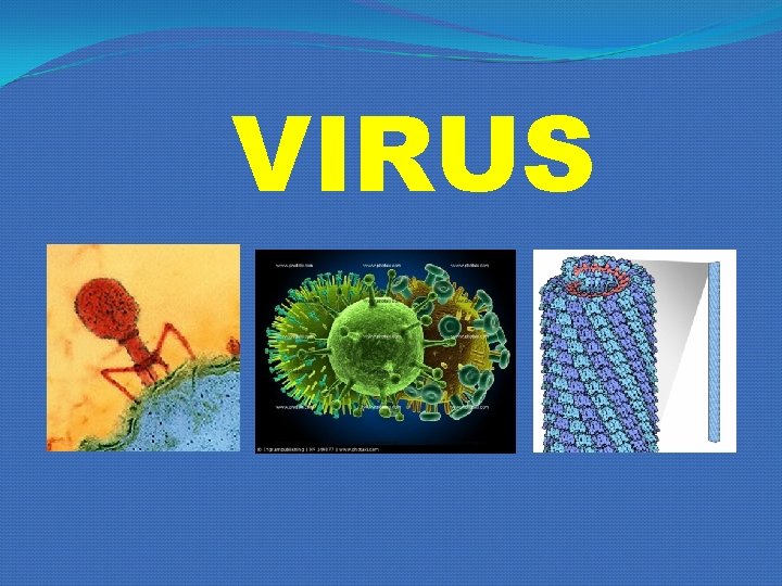 VIRUS VIRUS