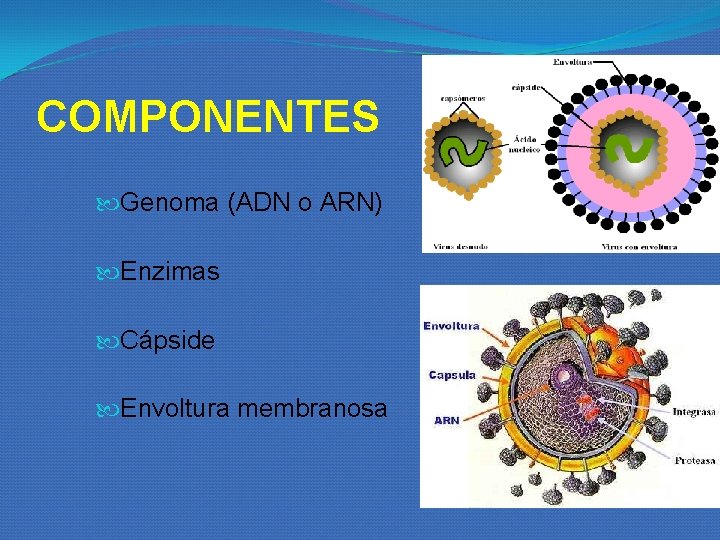 COMPONENTES Genoma (ADN o ARN) Enzimas Cápside Envoltura membranosa COMPONENTES Genoma (ADN o ARN) Enzimas Cápside Envoltura membranosa
