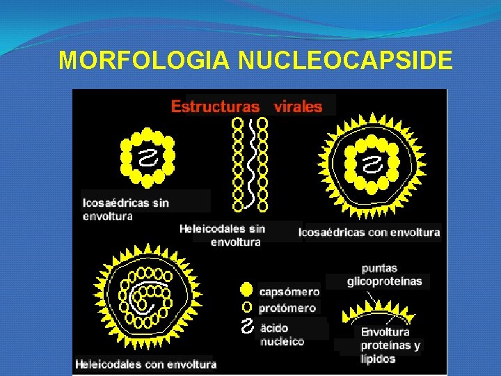 MORFOLOGIA NUCLEOCAPSIDE MORFOLOGIA NUCLEOCAPSIDE