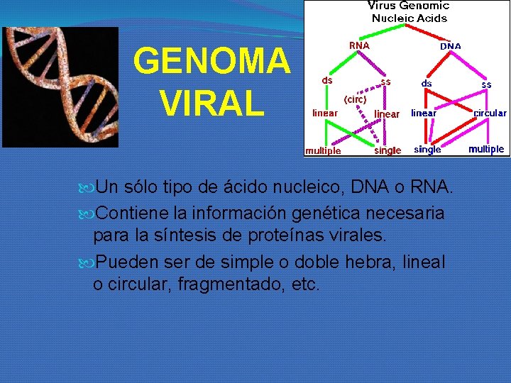 GENOMA VIRAL Un sólo tipo de ácido nucleico, DNA o RNA. Contiene la información GENOMA VIRAL Un sólo tipo de ácido nucleico, DNA o RNA. Contiene la información