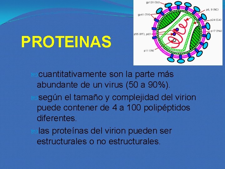PROTEINAS cuantitativamente son la parte más abundante de un virus (50 a 90%). según PROTEINAS cuantitativamente son la parte más abundante de un virus (50 a 90%). según