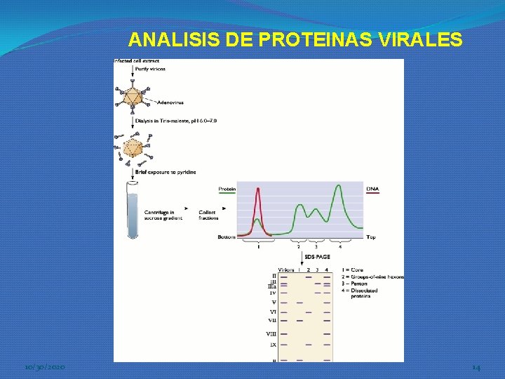 ANALISIS DE PROTEINAS VIRALES 10/30/2020 14 ANALISIS DE PROTEINAS VIRALES 10/30/2020 14