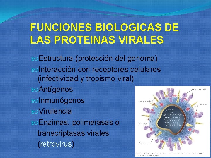 FUNCIONES BIOLOGICAS DE LAS PROTEINAS VIRALES Estructura (protección del genoma) Interacción con receptores celulares FUNCIONES BIOLOGICAS DE LAS PROTEINAS VIRALES Estructura (protección del genoma) Interacción con receptores celulares