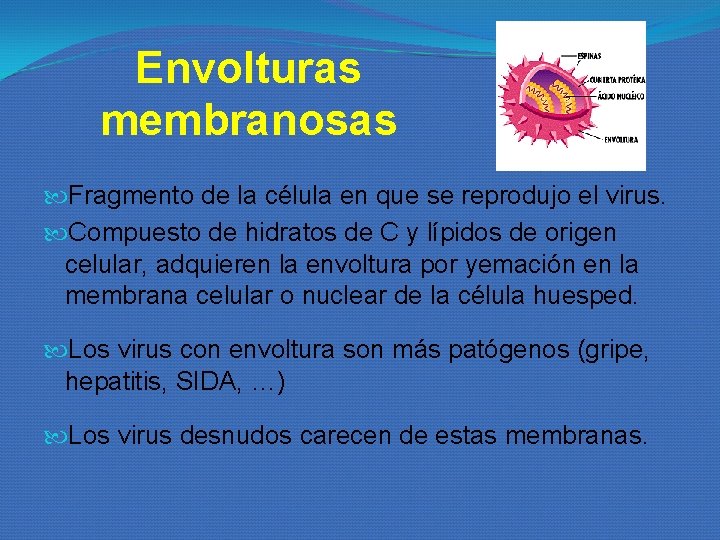 Envolturas membranosas Fragmento de la célula en que se reprodujo el virus. Compuesto de Envolturas membranosas Fragmento de la célula en que se reprodujo el virus. Compuesto de