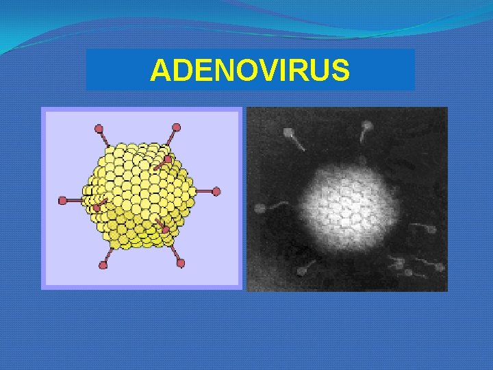 ADENOVIRUS ADENOVIRUS