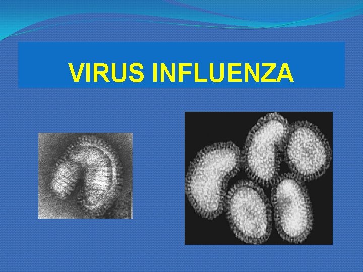 VIRUS INFLUENZA VIRUS INFLUENZA