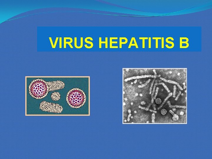 VIRUS HEPATITIS B VIRUS HEPATITIS B
